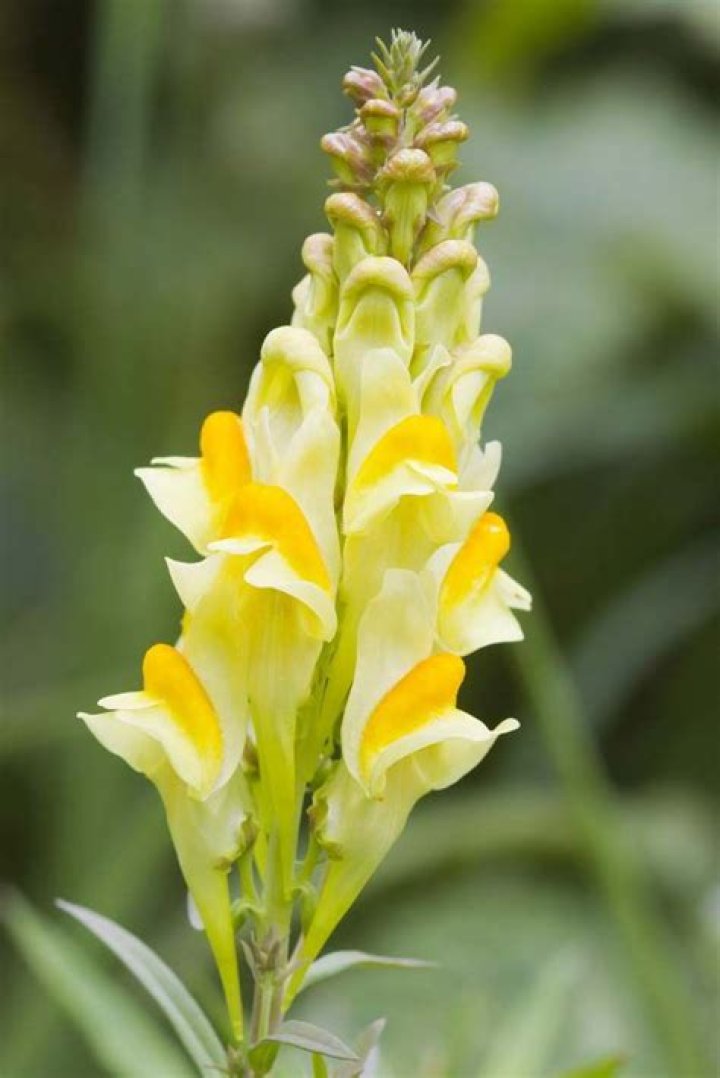 What does toadflax look like?