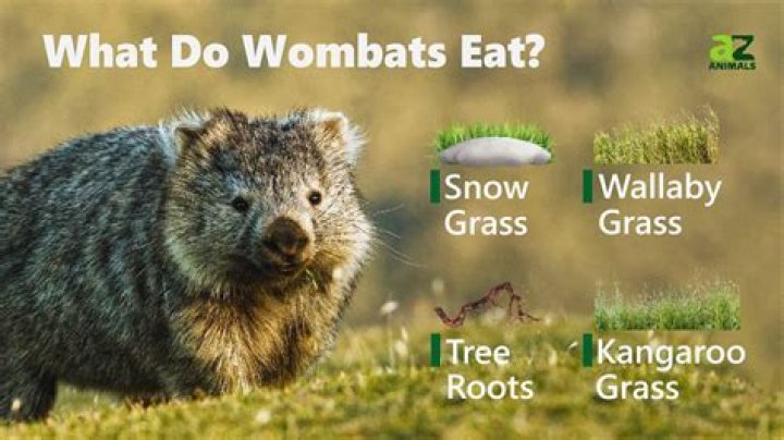 What does wallabies eat?