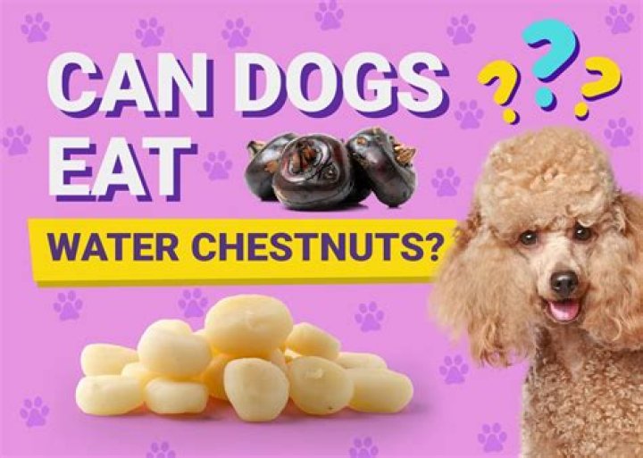 What does water dogs eat?