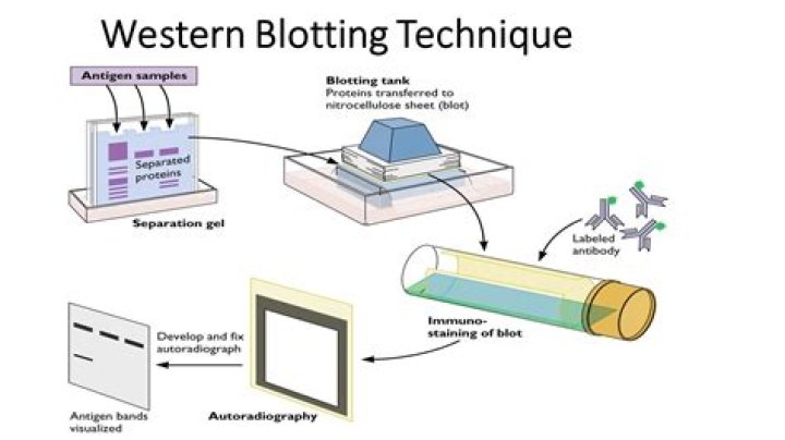 What does western blot show?