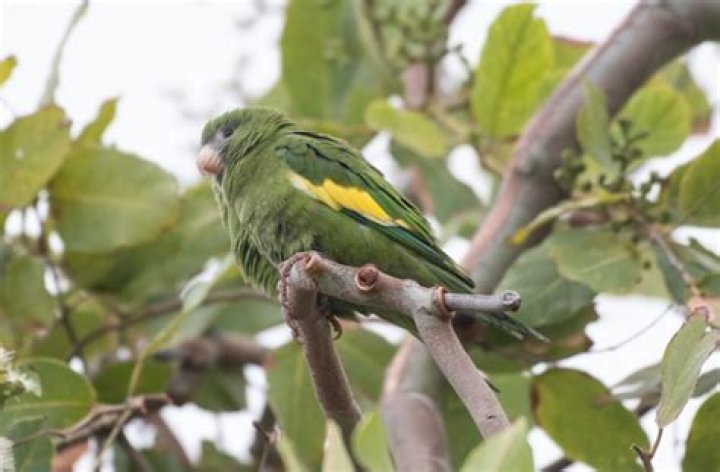 What does white winged parakeet eat?