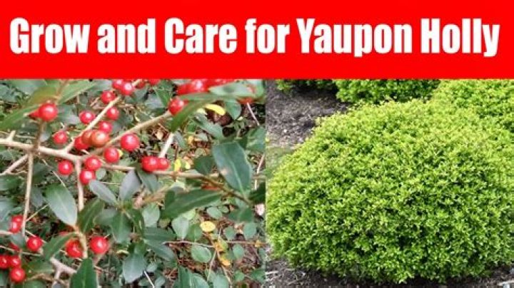 What does yaupon look like?