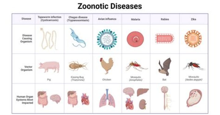What does zoonotic means?