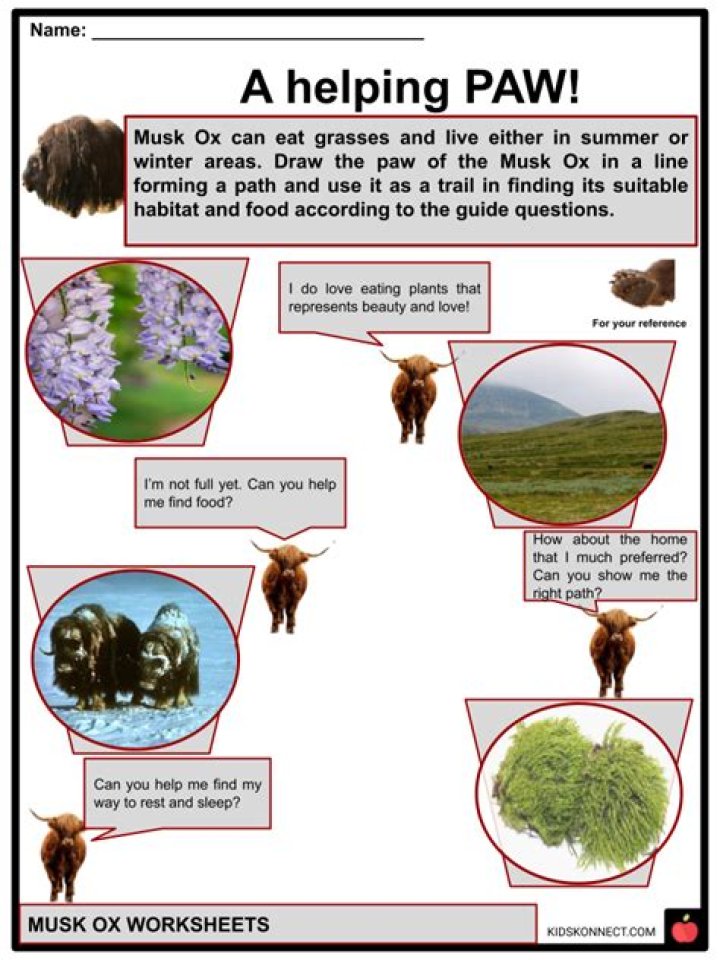 What eats musk ox?