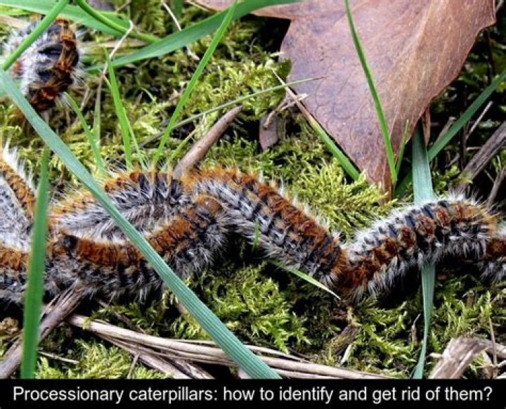 What eats processionary caterpillars?