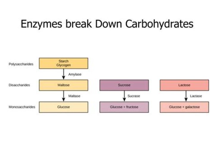 What enzyme breaks down carbohydrates?
