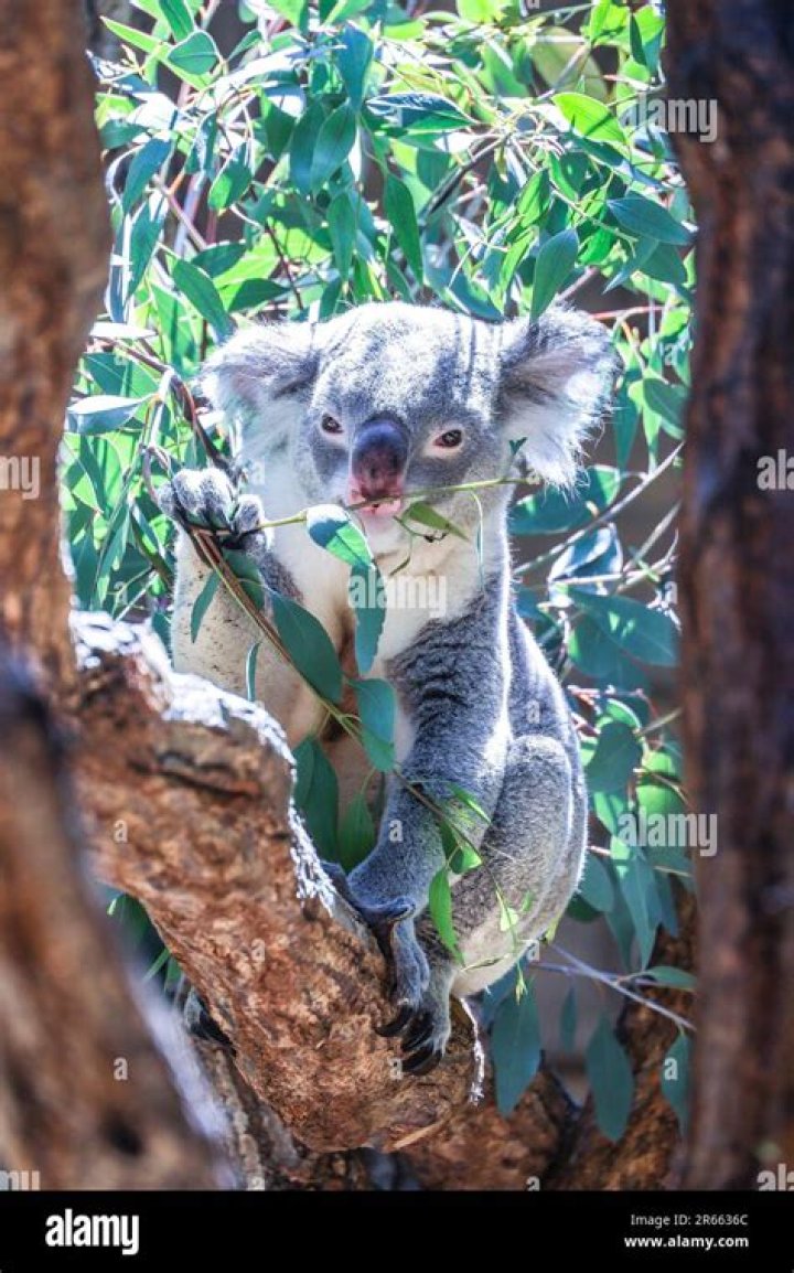 What eucalyptus leaves do koalas eat?