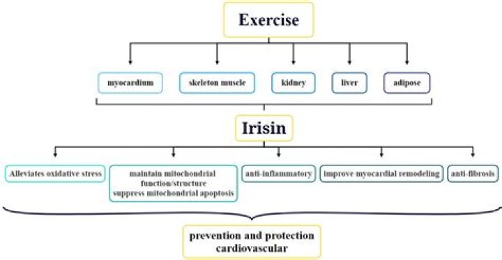 What exercise produces irisin?