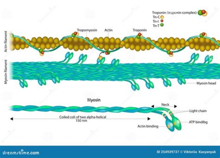 What exposes myosin binding sites?