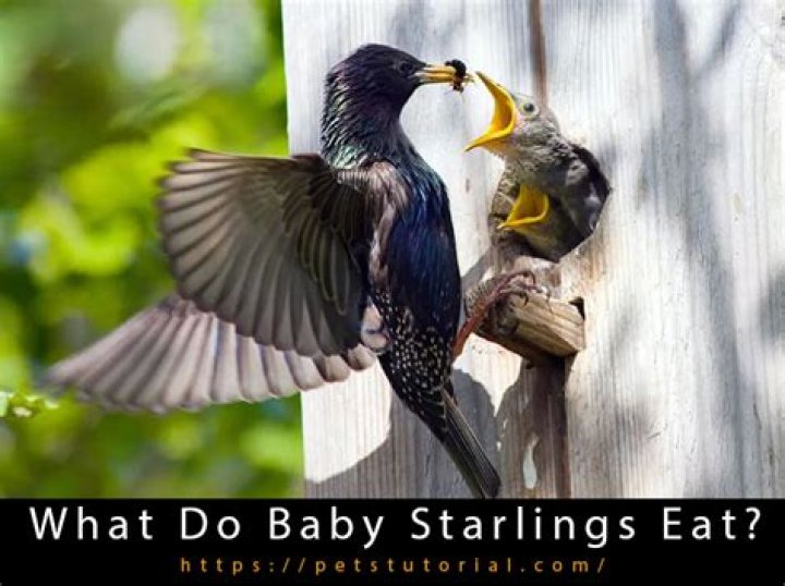 What food do starlings eat?