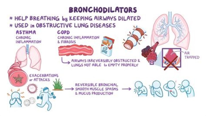 What happens during bronchodilation?