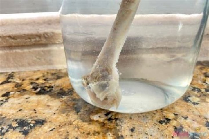 What happens to a chicken bone soaked in water?