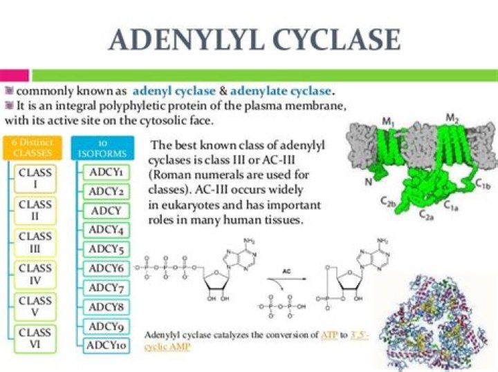 What happens when adenylyl cyclase is activated?
