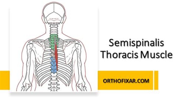 What innervates semispinalis thoracis?