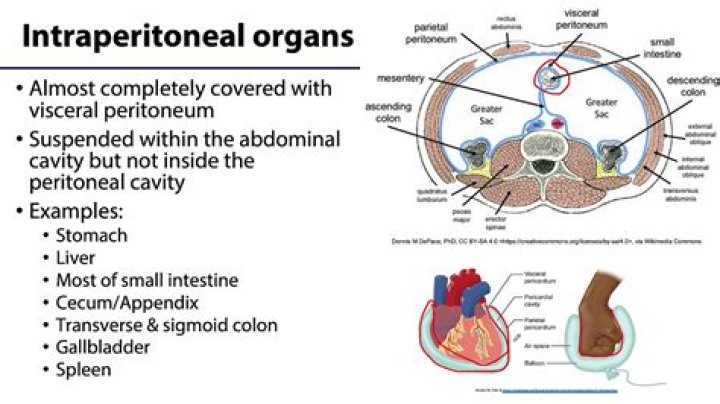 What intraperitoneal organs are found in the lower abdomen?
