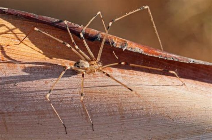 What is a 7 legged spider?