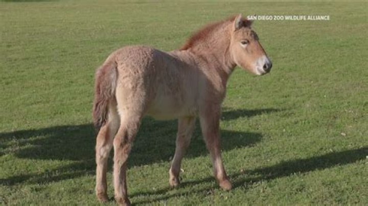 What is a cloned horse?