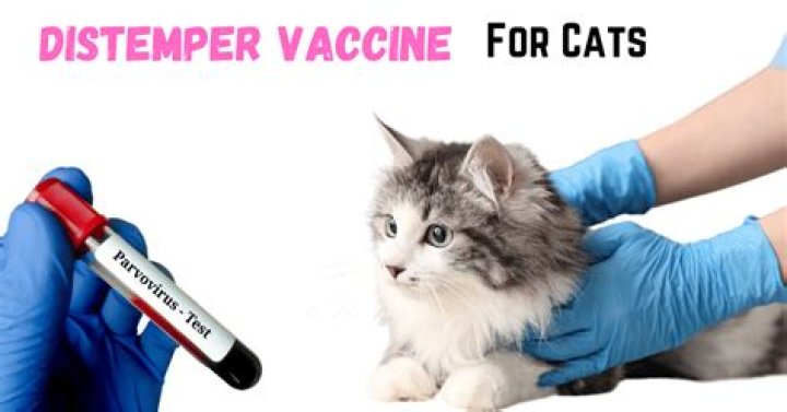 What is a distemperment shot for cats?