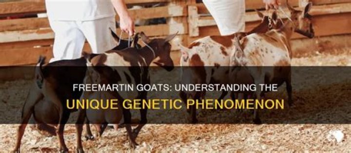 What is a freemartin goat?