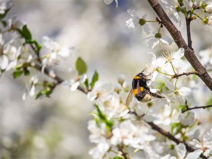 What is a good way of deterring pests?