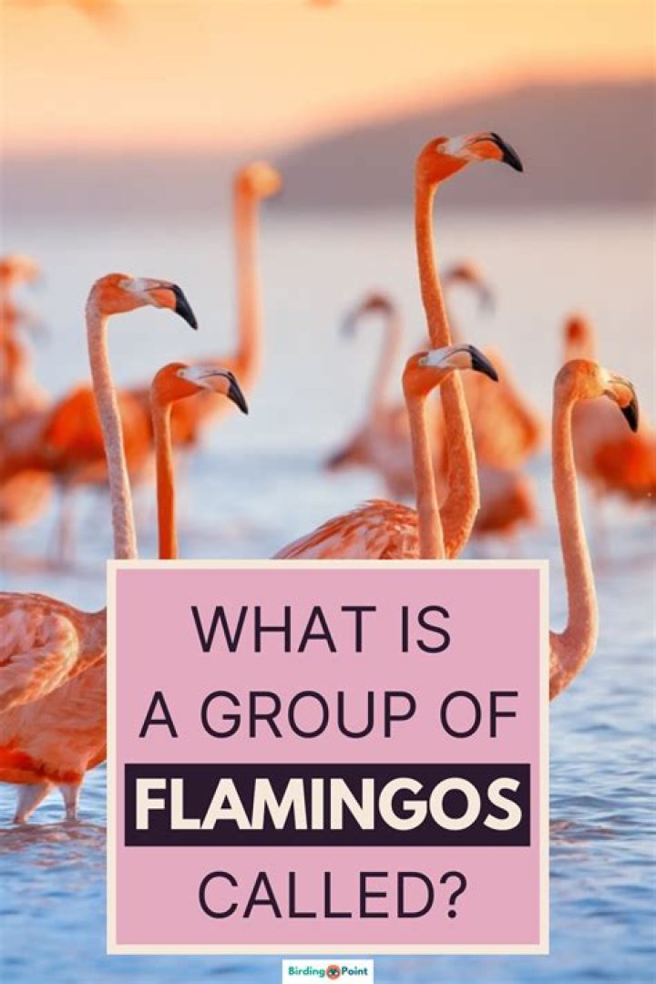 What is a group of flamingos called?