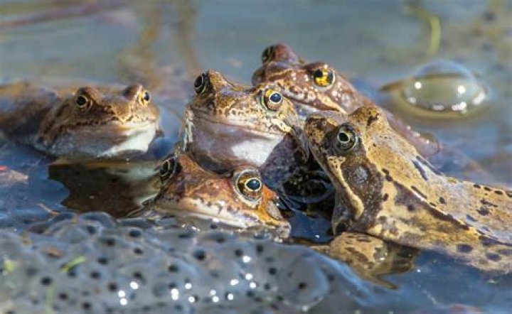 What is a group of frogs called?