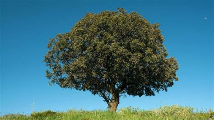 What is a holm oak tree?