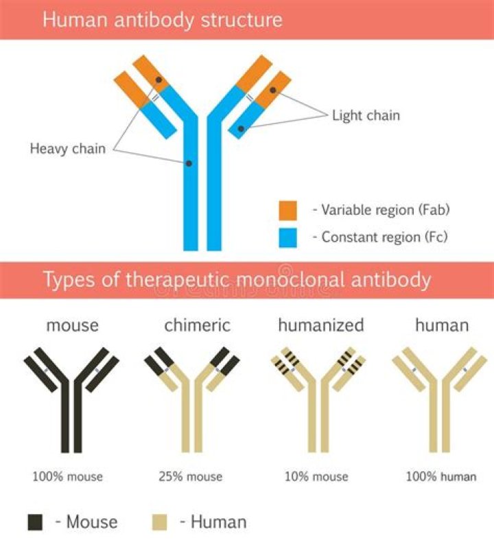 What is a humanised monoclonal antibody?