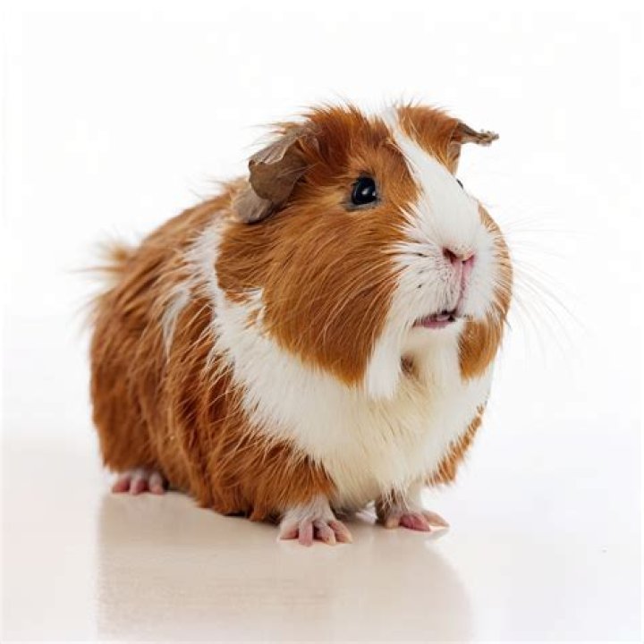 What is a long haired guinea pig called?