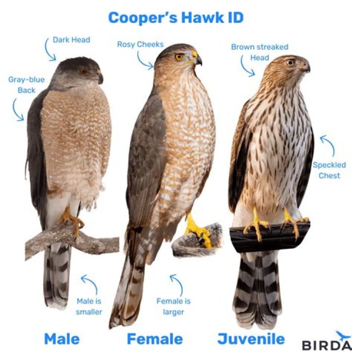 What is a make-hawk?