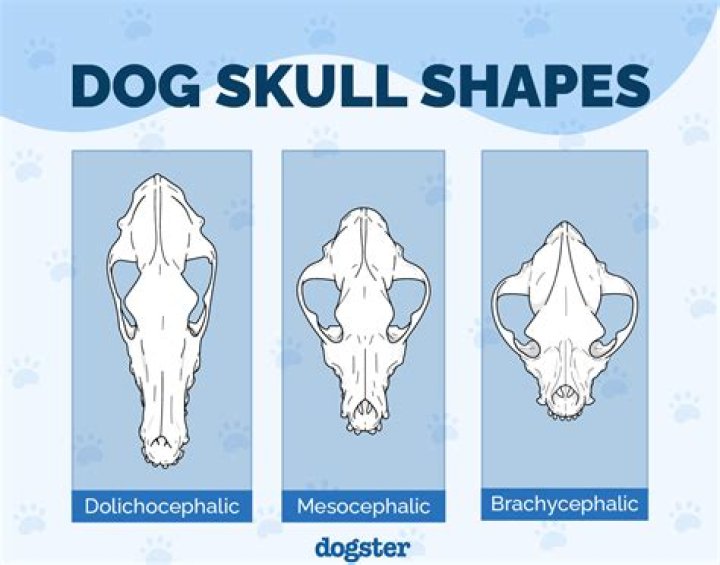 What is a mesocephalic dog?