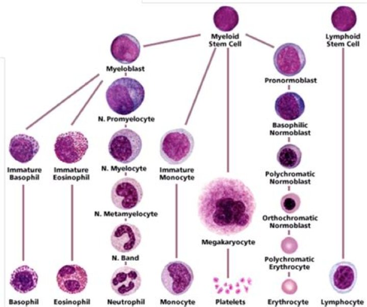 What is a myeloid?