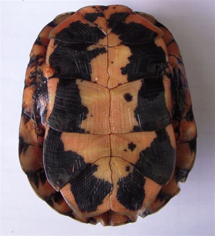 What is a plastron on a turtle?