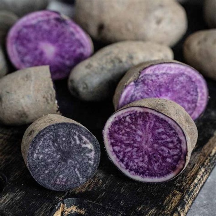 What is a purple sunstar?