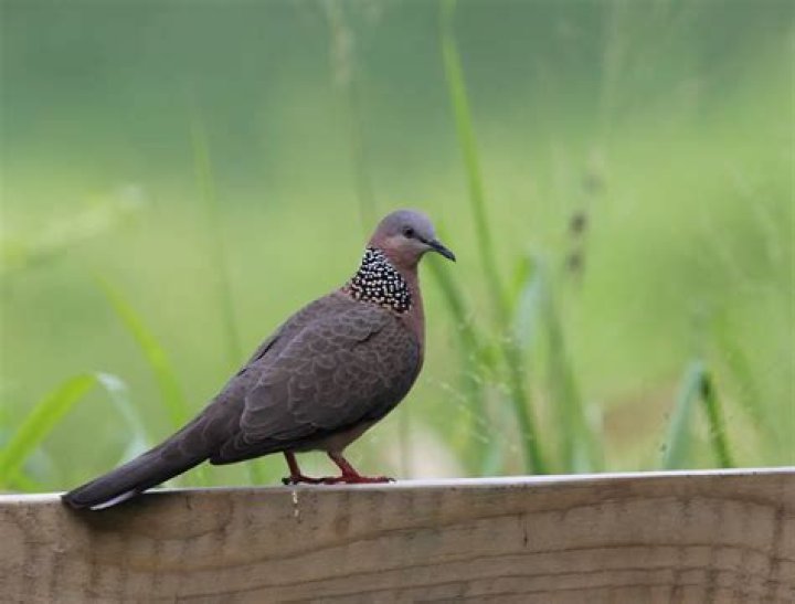 What is a rain dove bird?