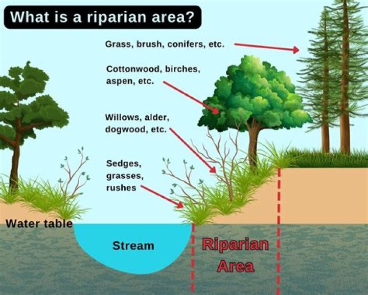 What is a riparian?