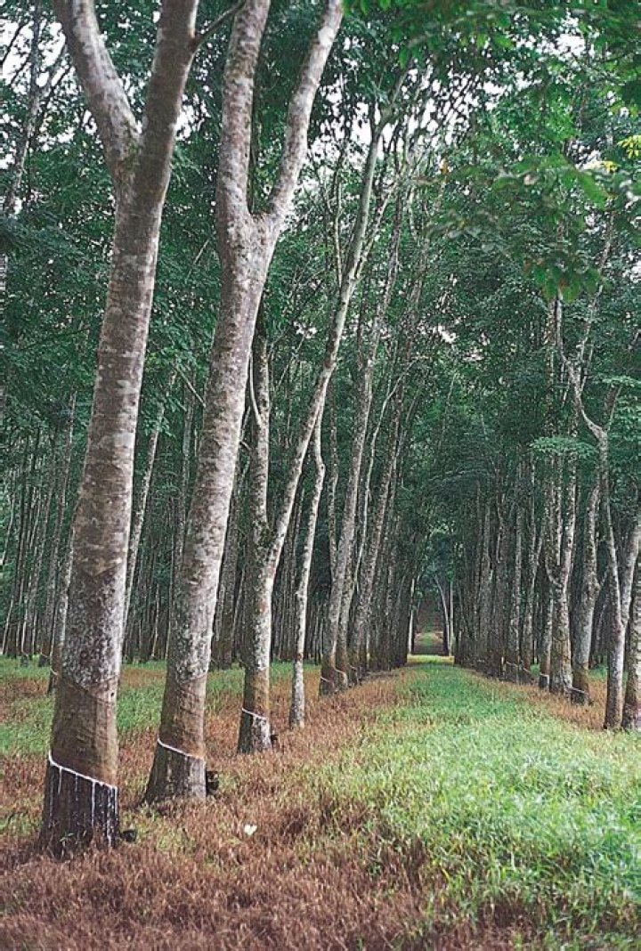 What is a rubber tree?