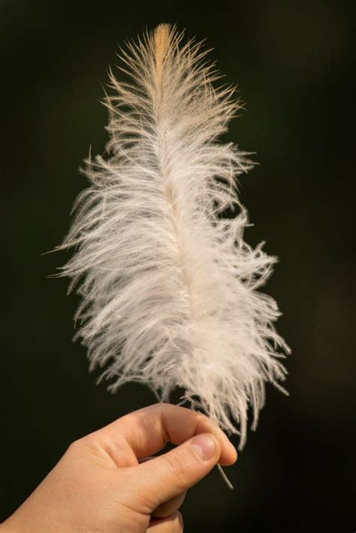 What is a semiplume feather?