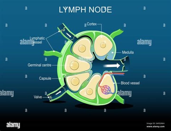 What is a small lymph node?