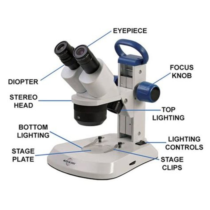 What is a stereo microscope?