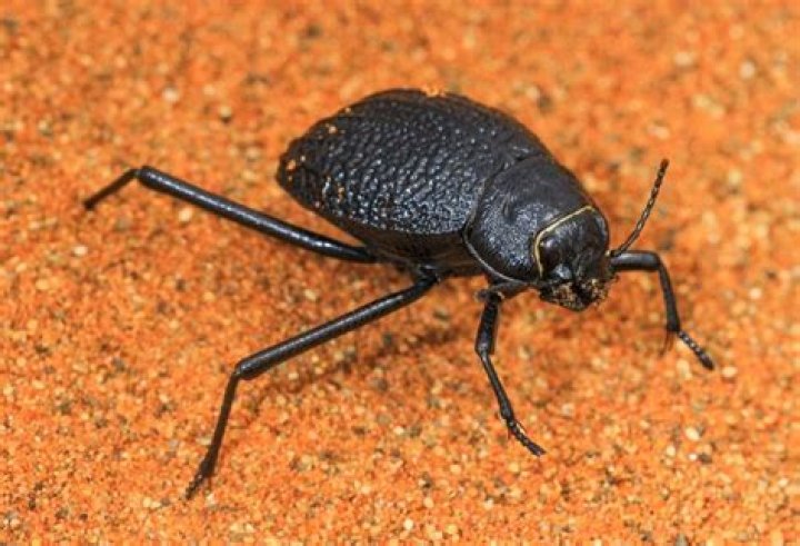 What is a tok tokkie?