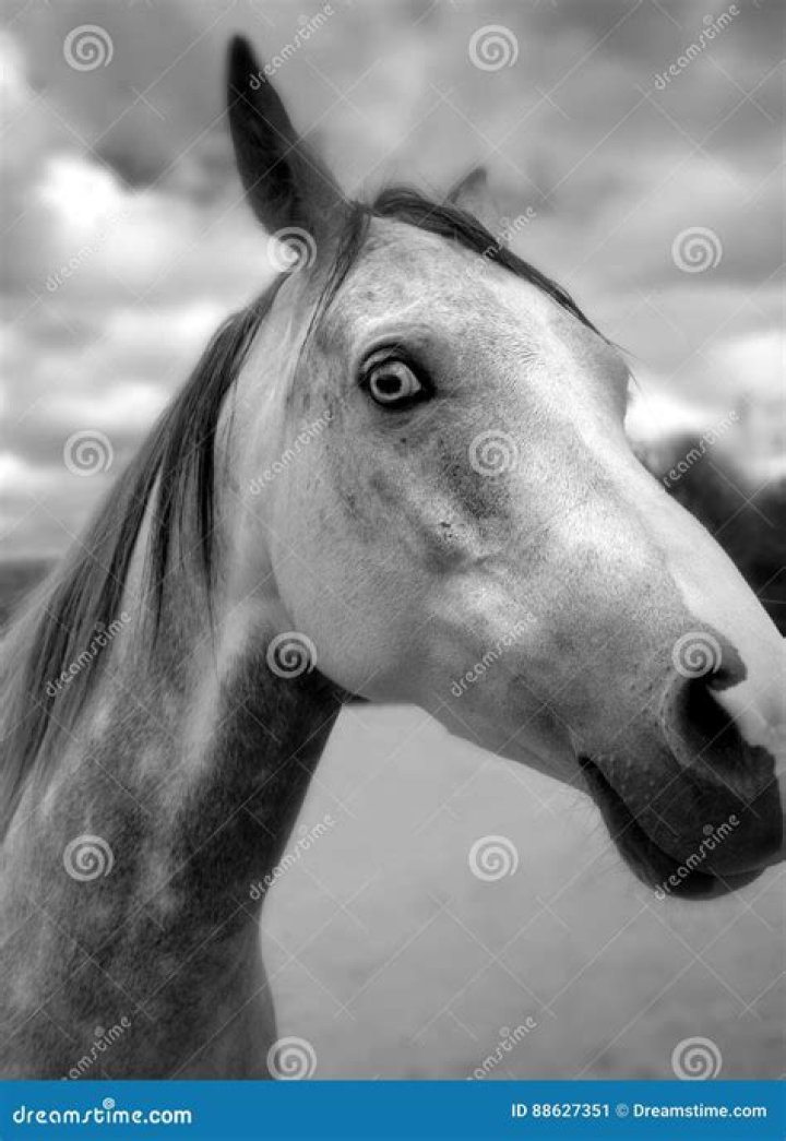 What is a wall eyed horse?