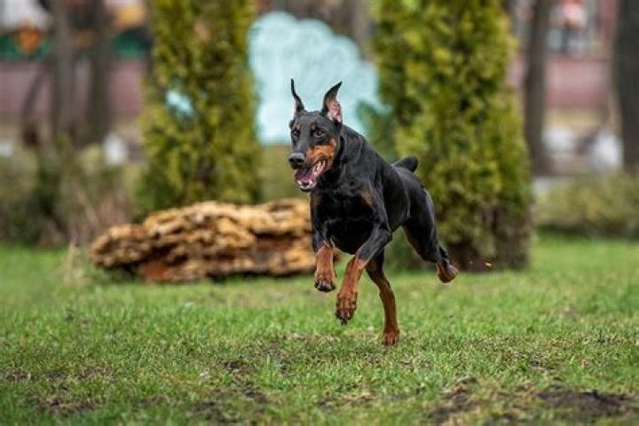 What is a warlock doberman?
