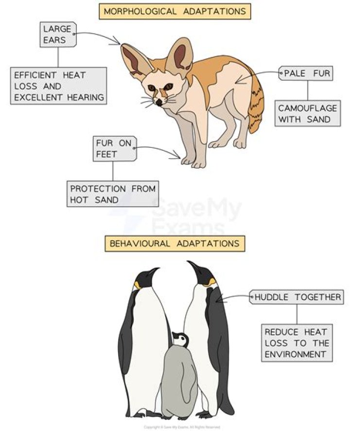 What is adaptation according to evolutionist?