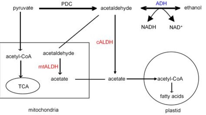 What is alcohol dehydrogenase?