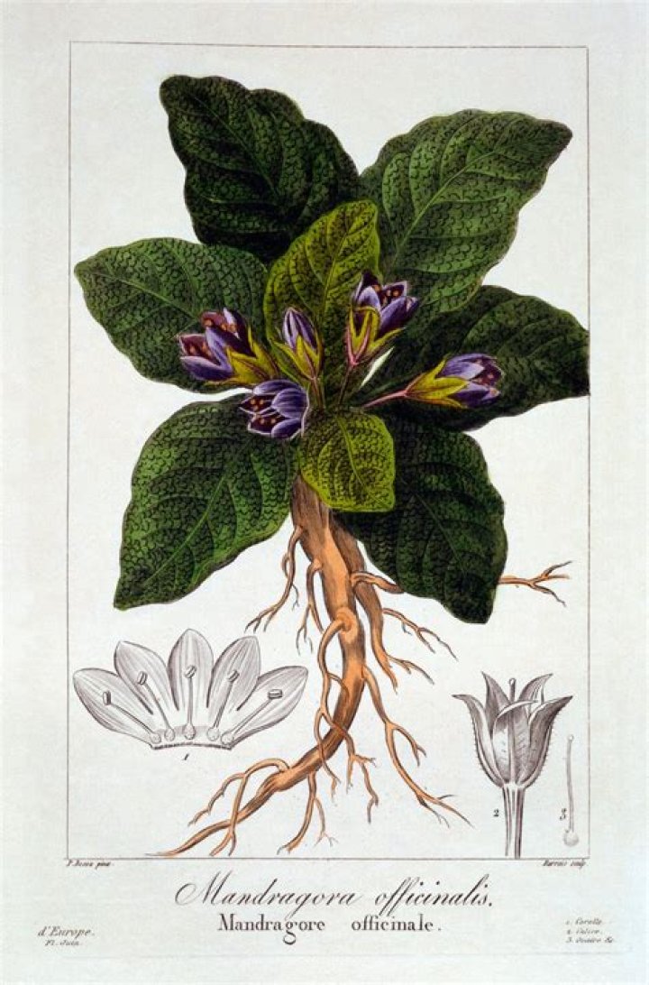 What is alpinia officinarum?
