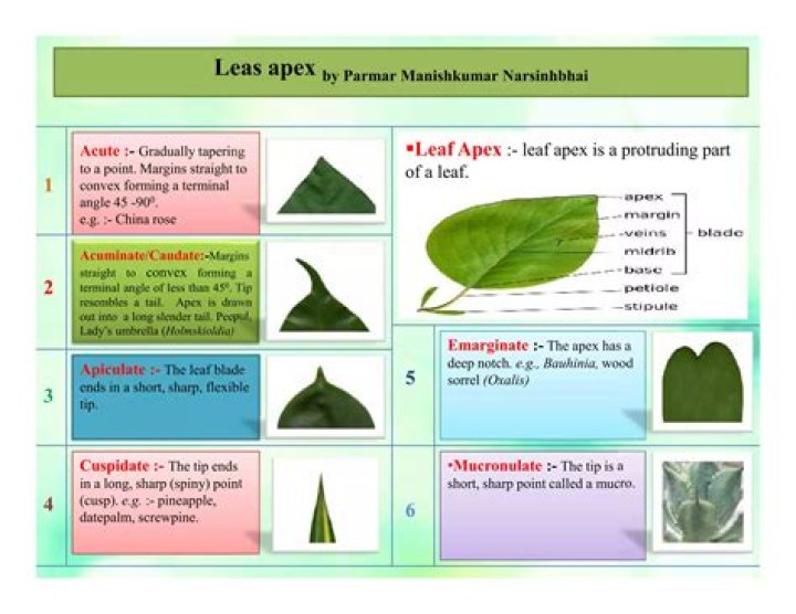 What is an apiculate leaf?