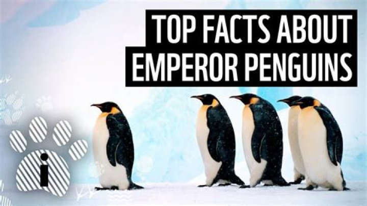 What is an emperor penguin?