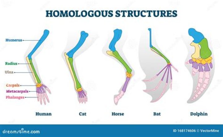 What is an example of homologous structures?