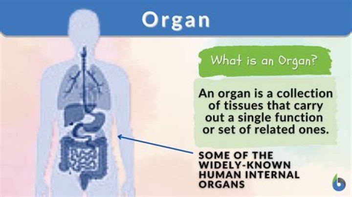 What is an organ simple definition?